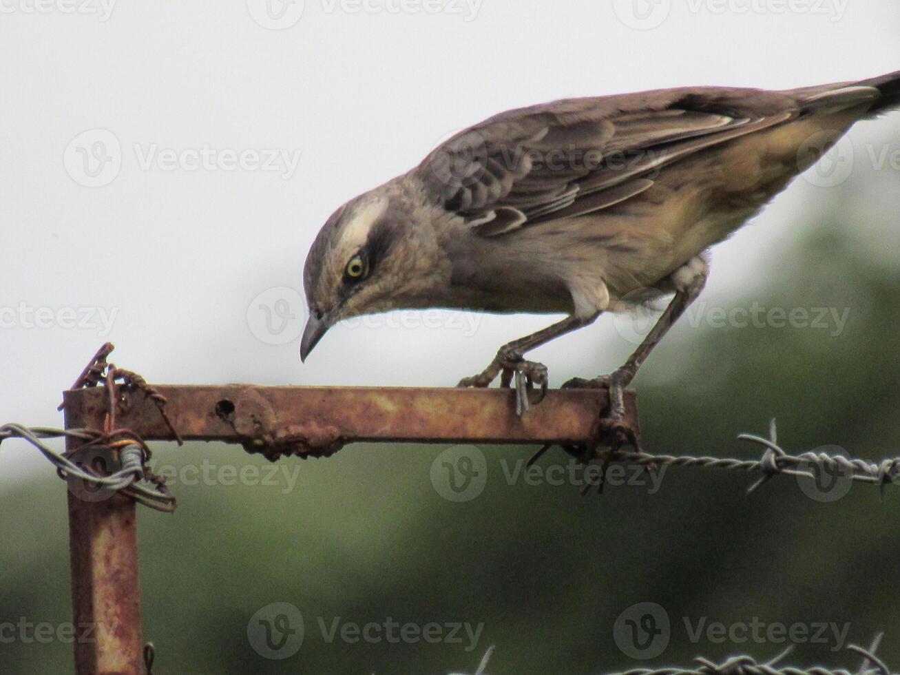 sabia tun campo nicht ich wissenschaftlich mimus Saturninus kreidebraun Spottdrossel foto