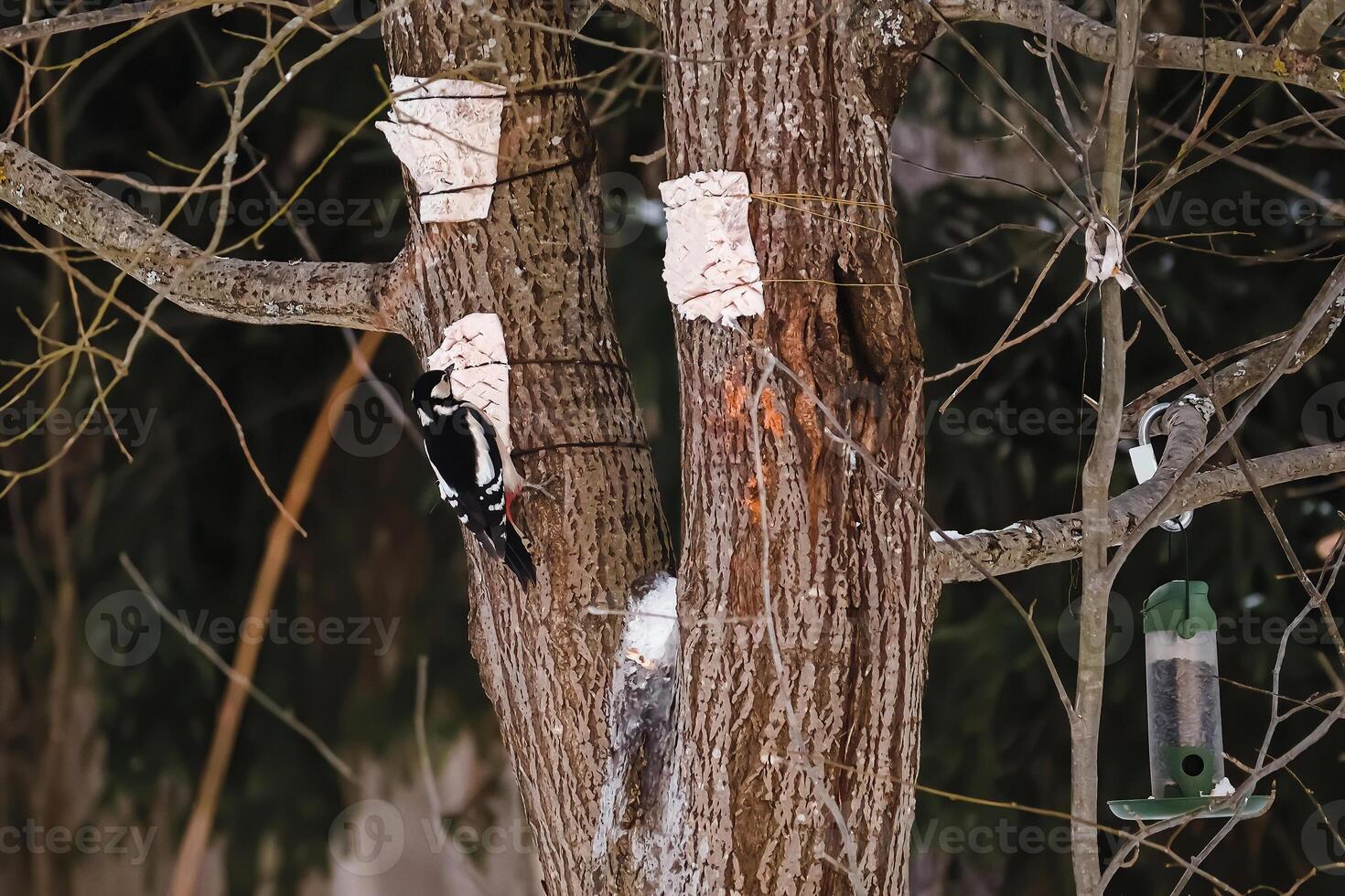 großartig entdeckt Specht sitzt auf Baum und isst Essen von Zubringer. Fütterung Vögel im Winter. foto