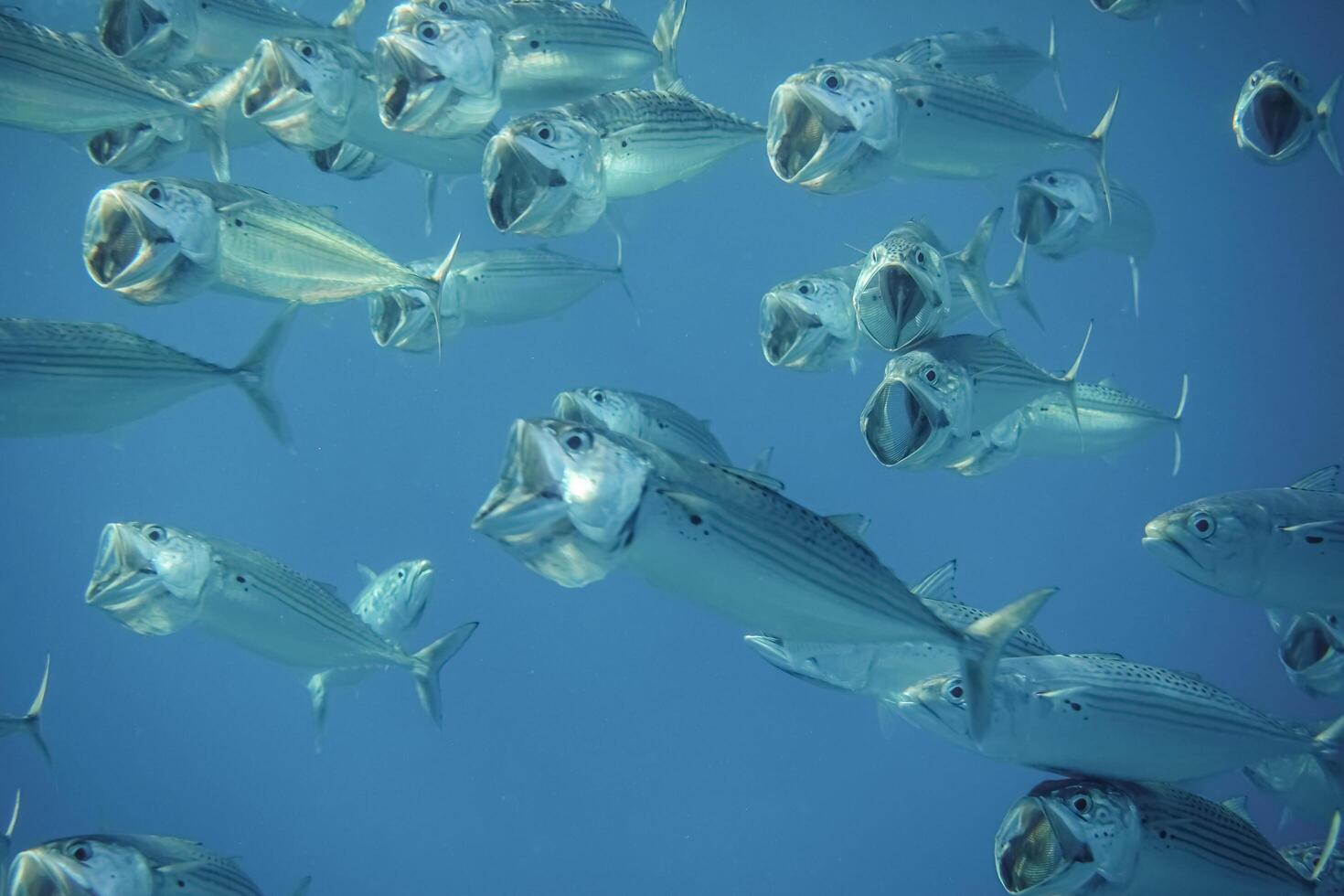 groß Mund Makrele Fische sehr schließen mit öffnen Mund im das Meer foto