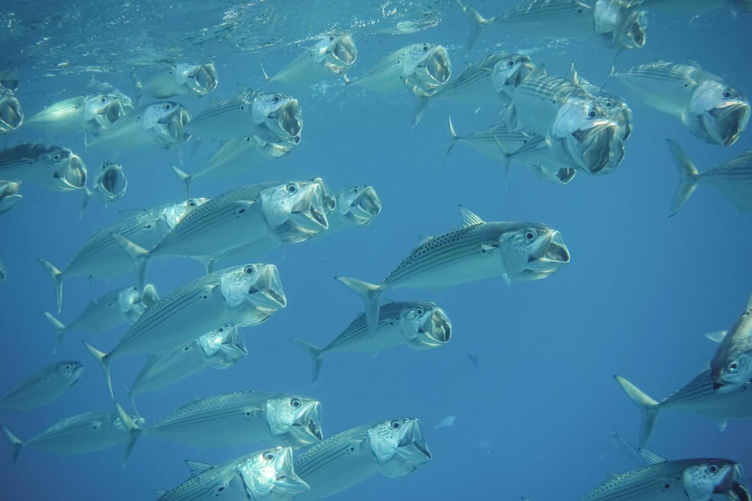 Menge von groß Mund Makrele Fische Schwimmen schließen mit öffnen Mund foto