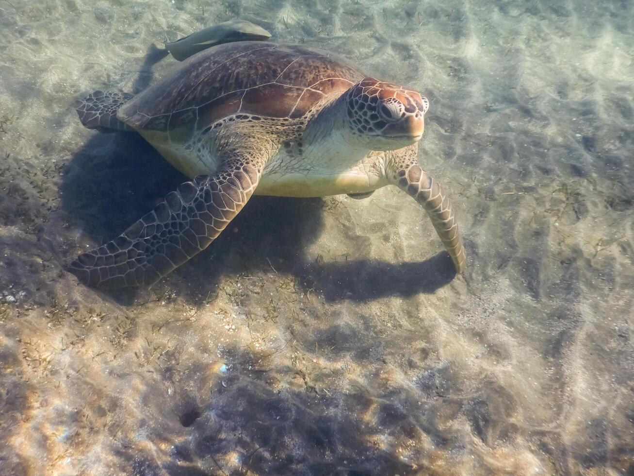 Grün Meeresschildkröte Schildkröte steht auf es ist Vorderseite Flossen beim das Meeresboden im das rot Meer foto