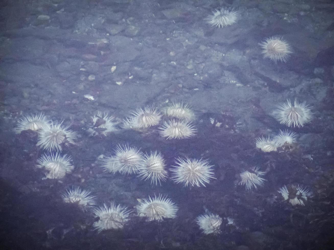 Weißer Seeigel unter tiefem Kaltwasserseefjord, Norwegen. foto