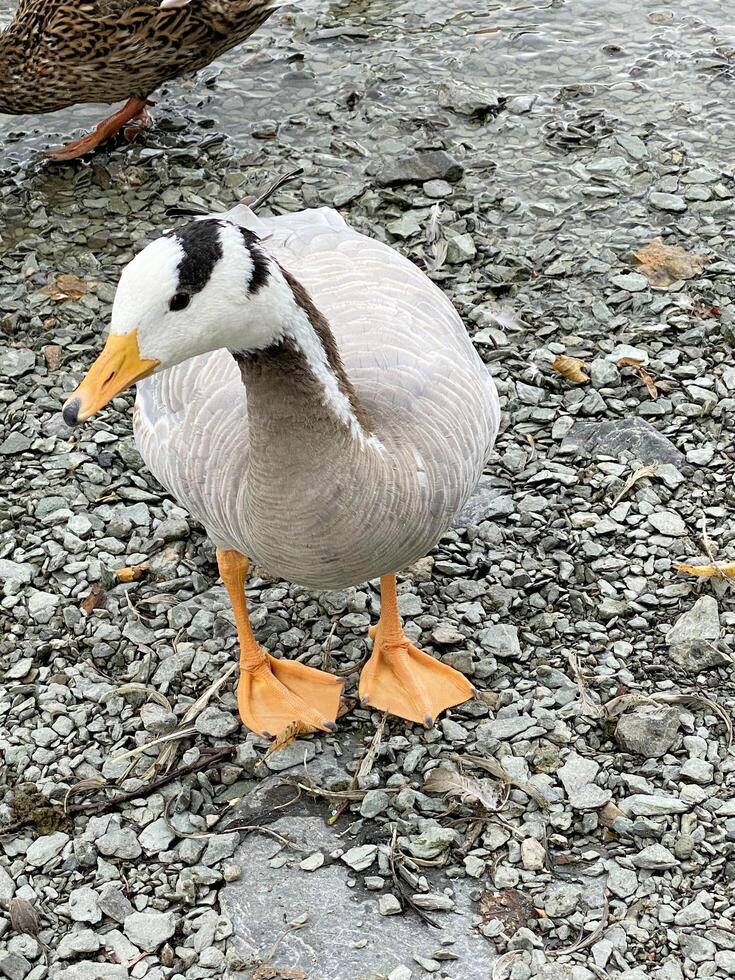 ein blick auf eine barköpfige gans foto