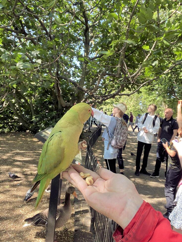 Eine Nahaufnahme eines Ringhalssittichs in London foto