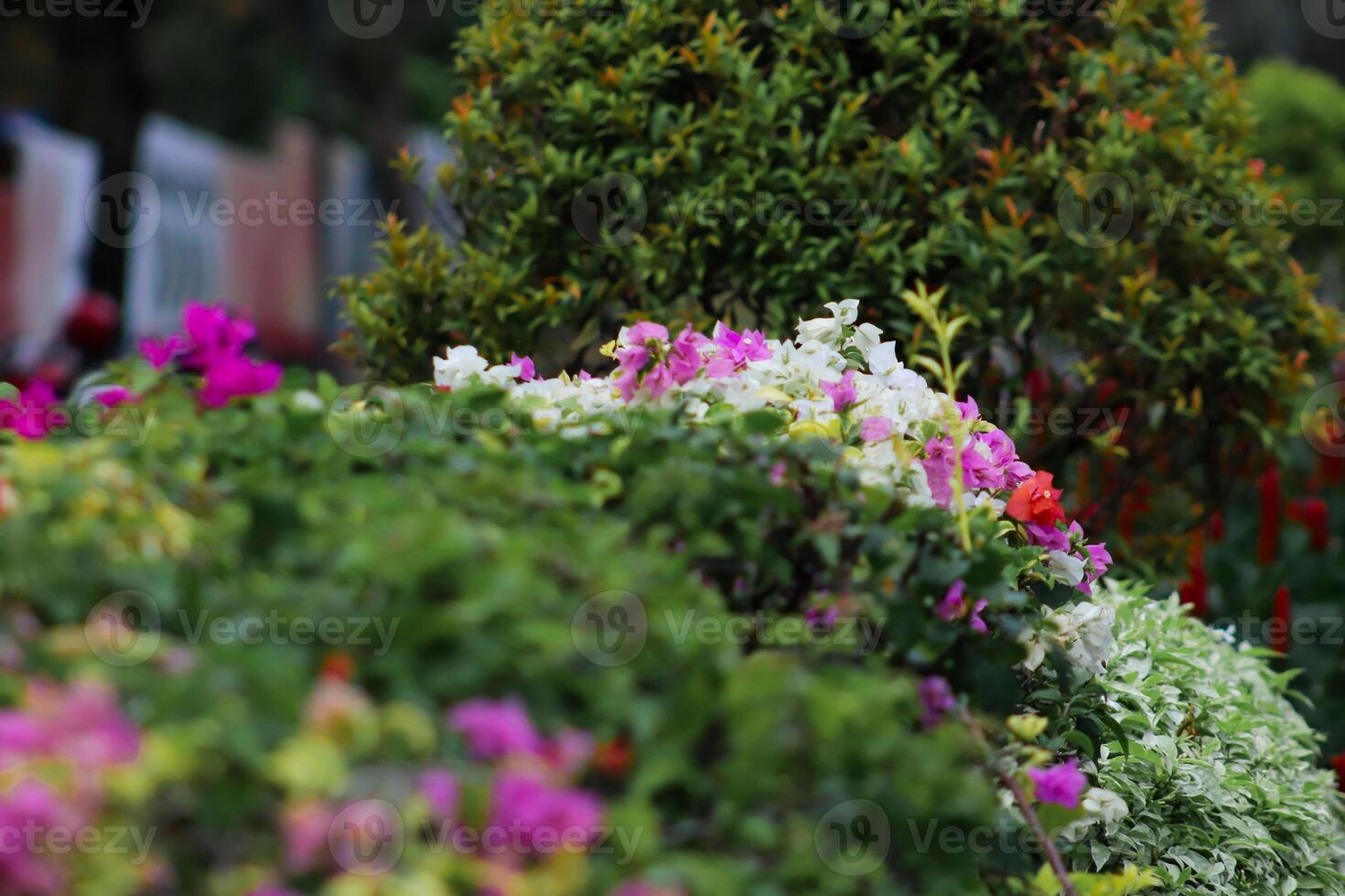 Nahansicht Foto von schön Blumen