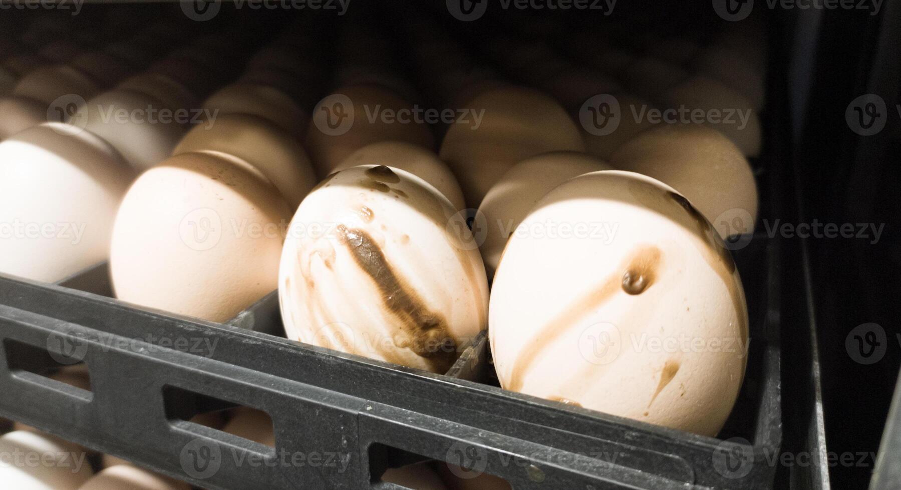 das explodieren Eier auf das Tablett Trolley.die Ei explodiert im das Tablett weil von Bakterien oder Pilze Das eingeben das Eierschale. Eier explodieren weil Sie sind ausgesetzt zu Bakterien. foto