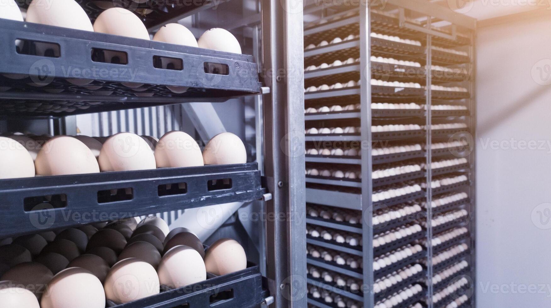 Technologie von Brüterei Inkubation Maschine zum Eier Huhn, Hähnchen geboren Prozess auf das Brüterei Produktion. Schraffur Eier auf das Inkubation Maschine. foto