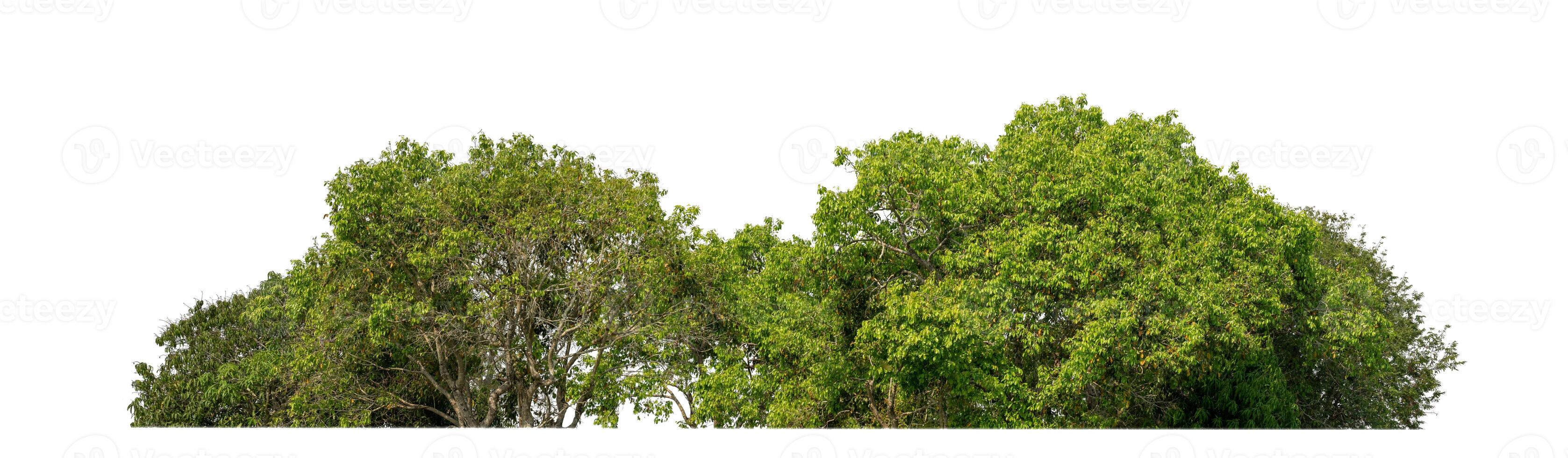 grüne bäume isoliert auf weißem hintergrund. sind wald und laub im sommer sowohl für den druck als auch für webseiten mit schnittpfad und alphakanal foto