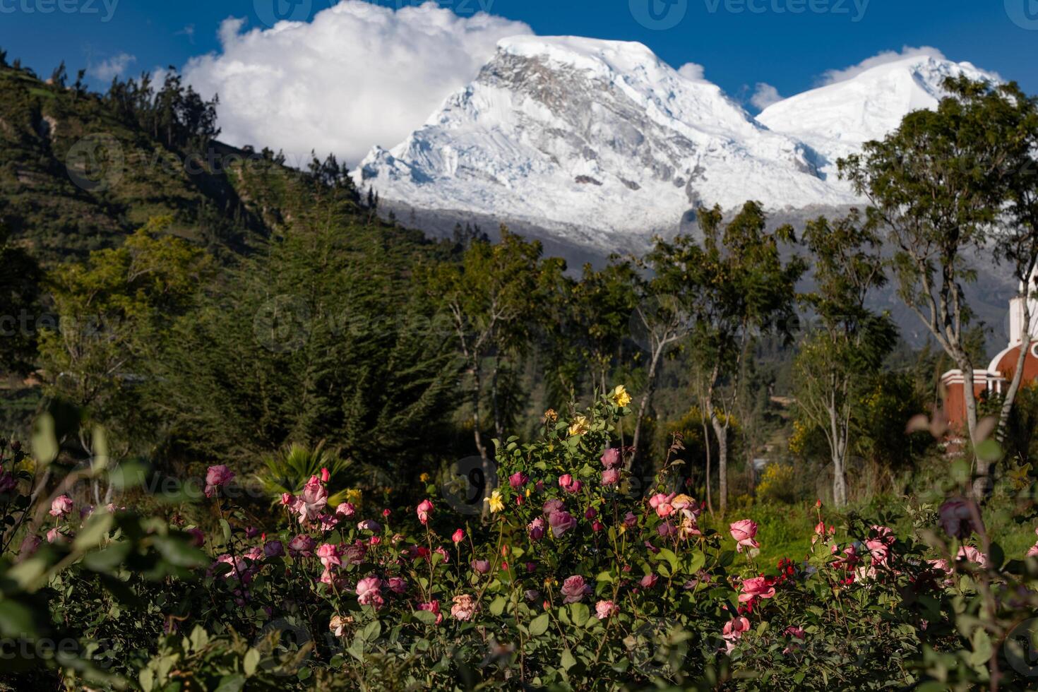 Rose Garten im das Stadt, Dorf von junggay und das schneebedeckt Huascaran im das Hintergrund. foto