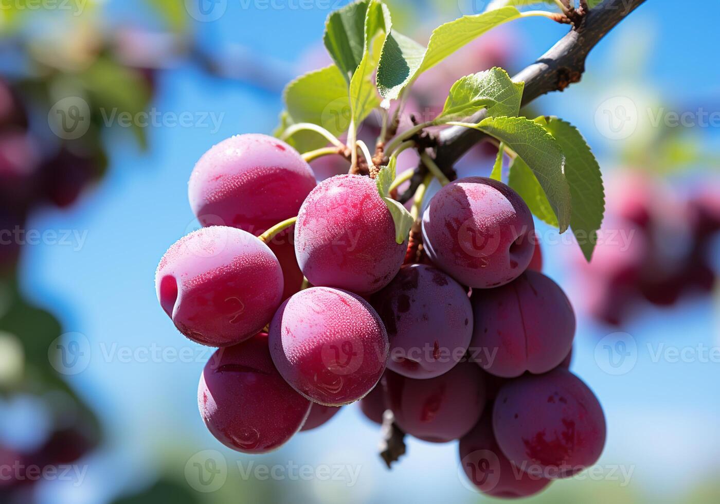 ai generiert reif und saftig Pflaumen hängend auf Baum mit Blau Himmel. gesund Lebensmittel. foto