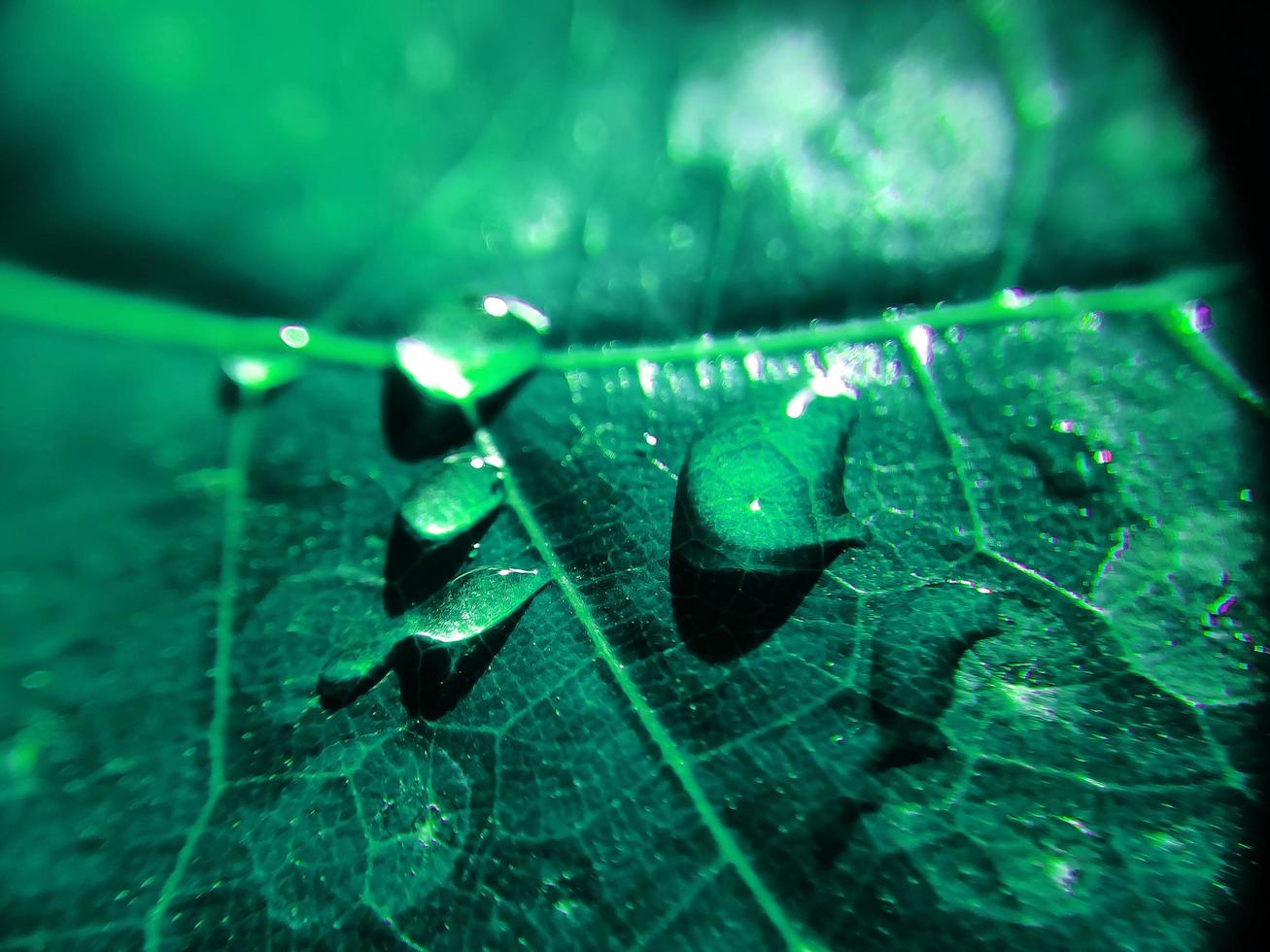 natürlicher Hintergrund Nahaufnahme Bild. schöne Tropfen transparenten Regenwassers auf einem farbigen Blattmakro. foto