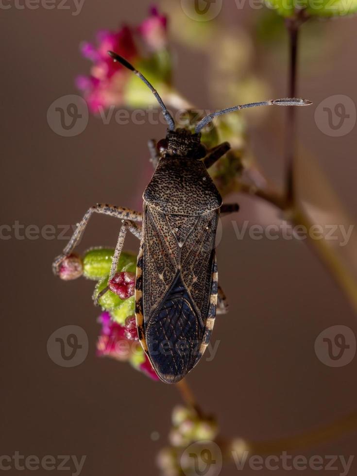 erwachsener Blattfußkäfer foto