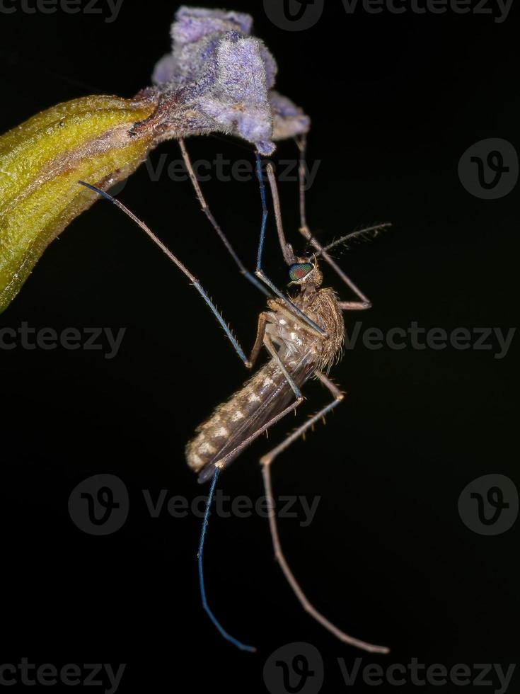 erwachsene Culicine-Mücke foto