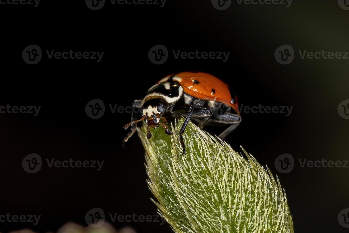 erwachsener konvergenter Marienkäfer foto