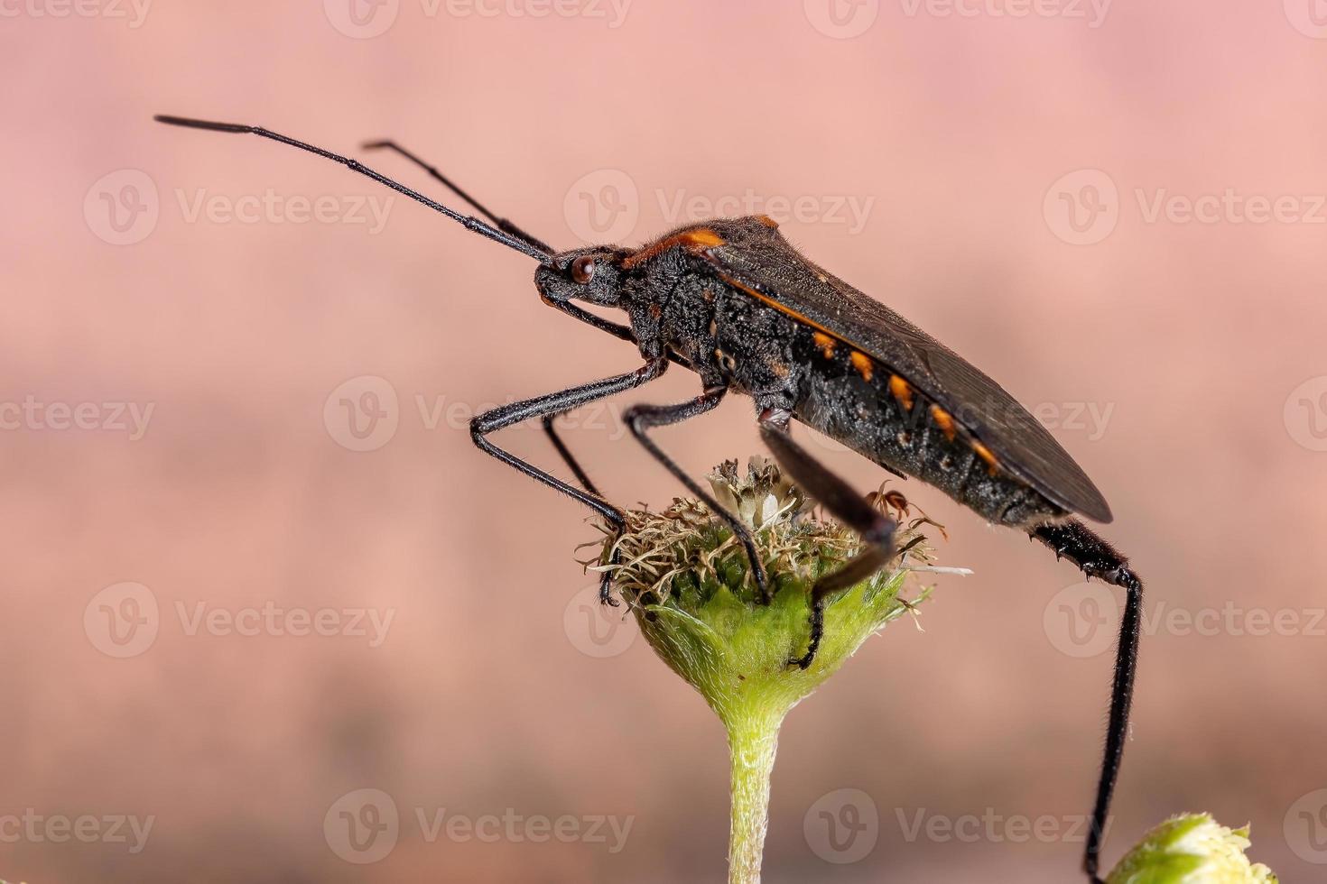 erwachsener Blattfußkäfer foto