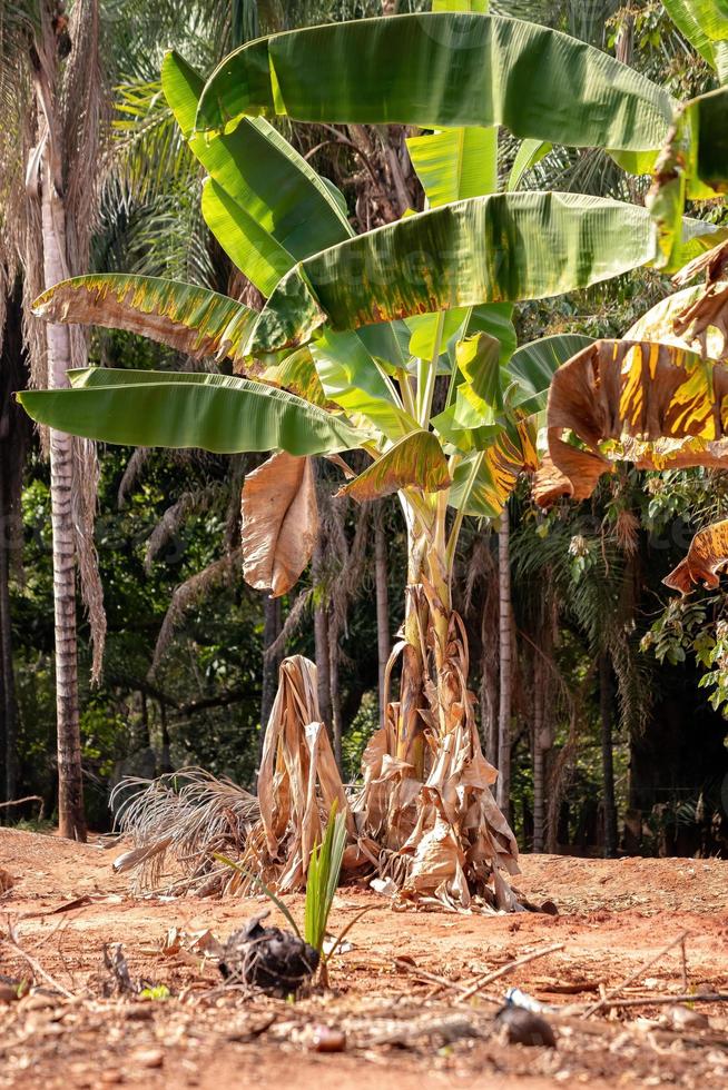 Bananenbaum auf einem Bauernhof foto