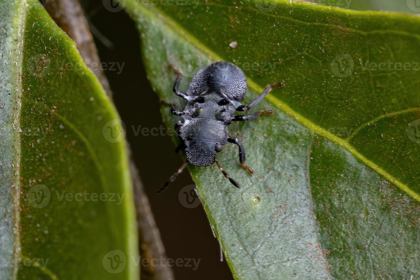 Pentatomomorpher Bug, der Schildkrötenameisen nachahmt foto