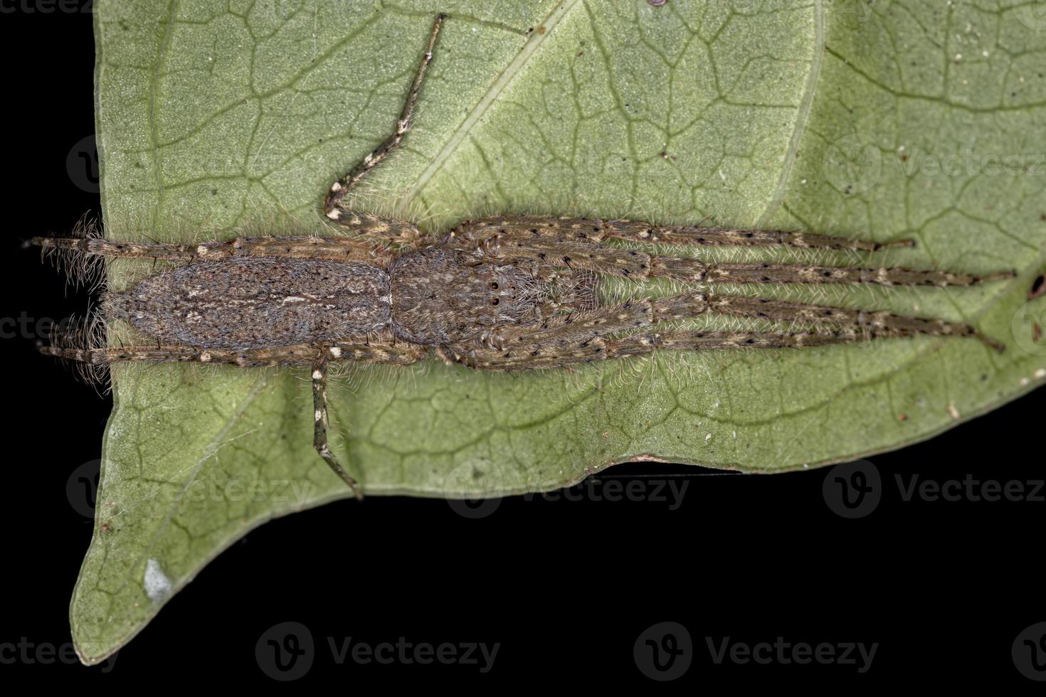 erwachsene Rindenjägerspinne foto