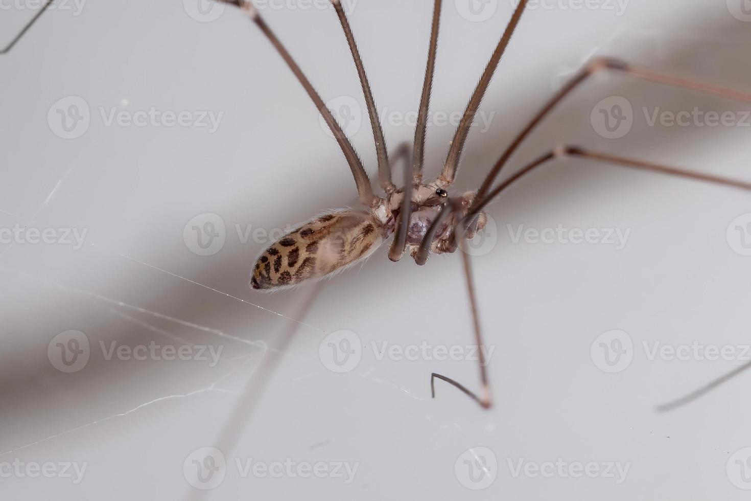 erwachsener männlicher blasser vater langbeinige spinne foto