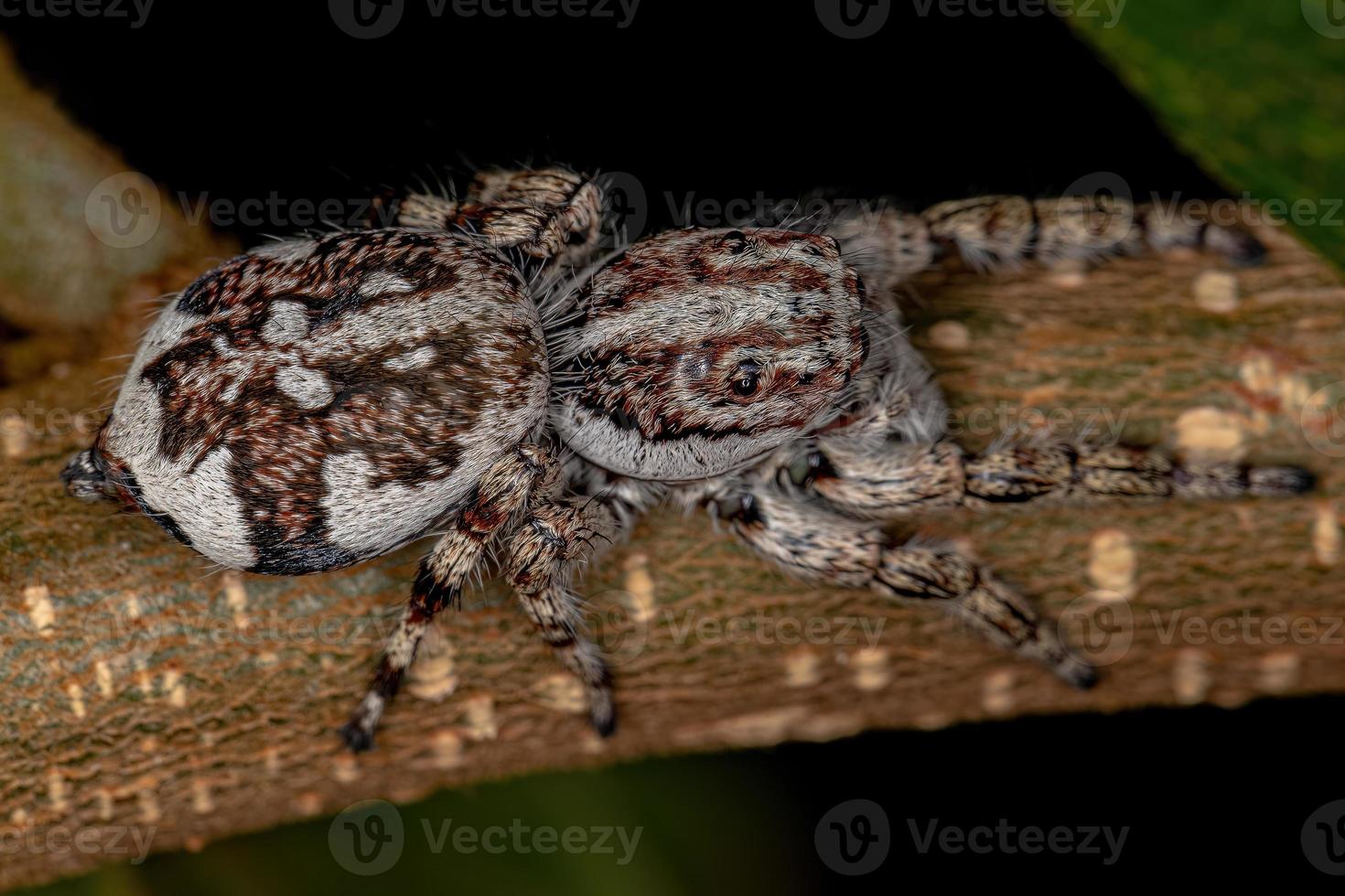 riesige springende spinne foto