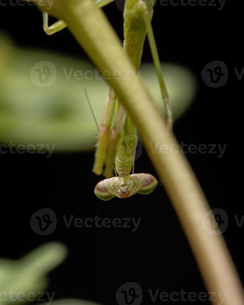kleine männliche Mantis foto