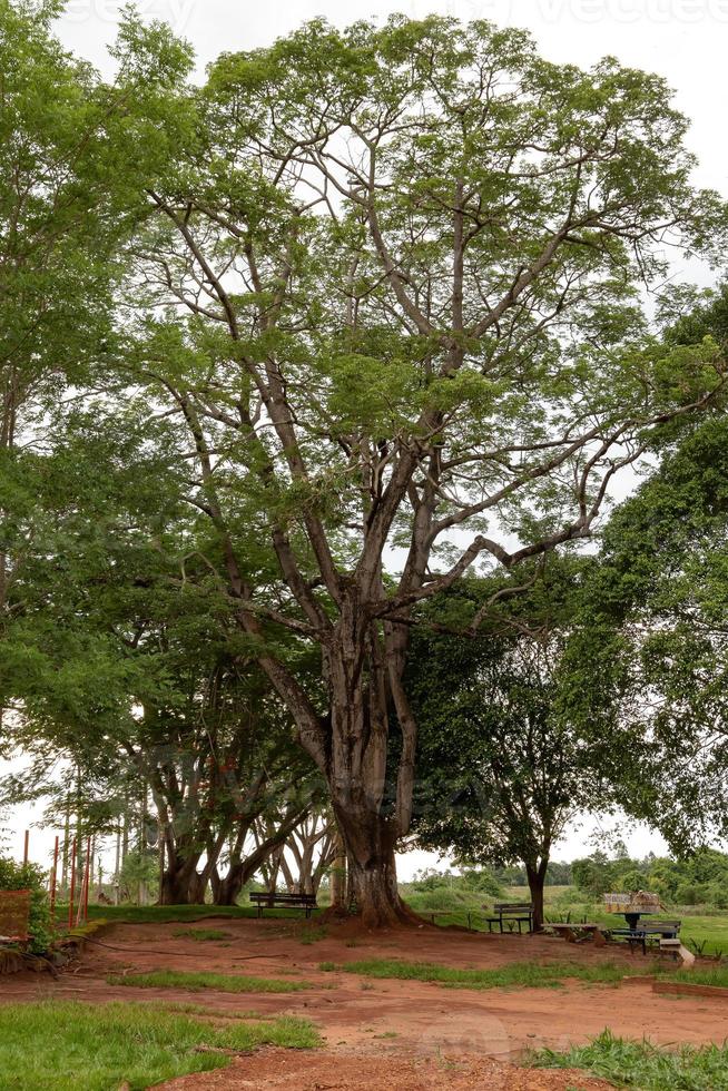 großer Feigenbaum foto