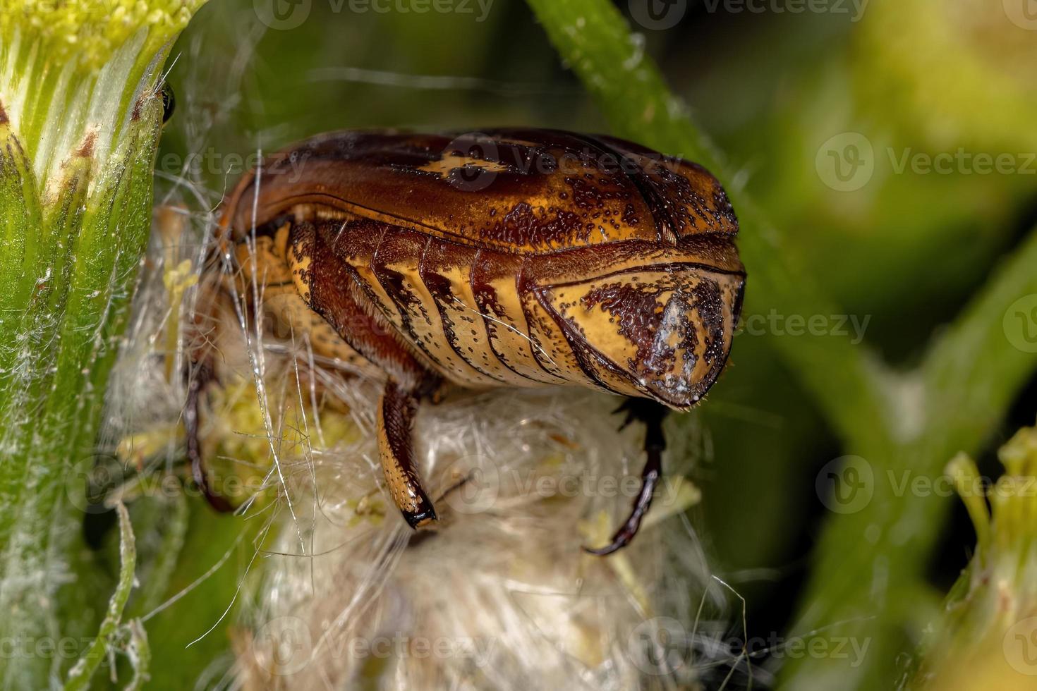 erwachsener Blumenskarabäus foto