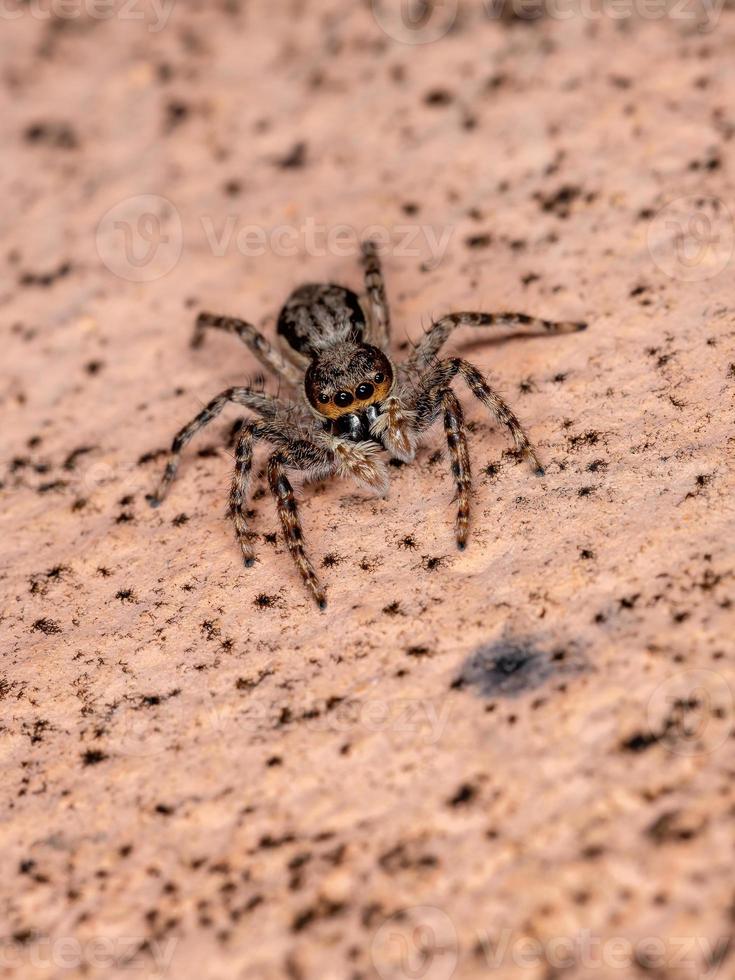 graue Wand springende Spinne foto