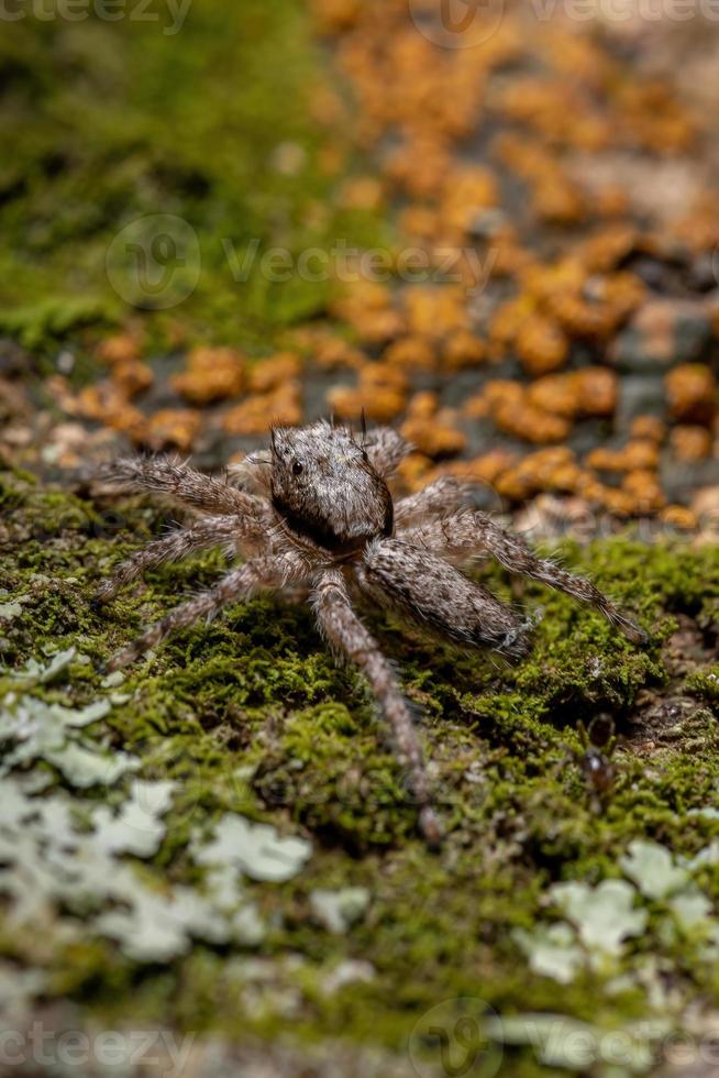 erwachsene männliche springende spinne foto