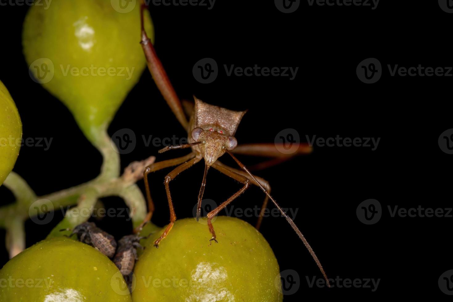 erwachsener breitköpfiger Käfer foto
