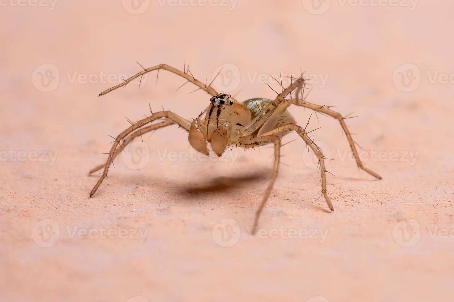 brasilianische Luchsspinne foto