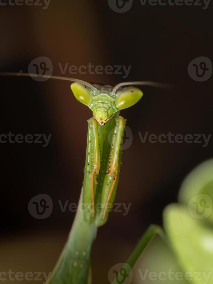 kleine Mantis subadult foto