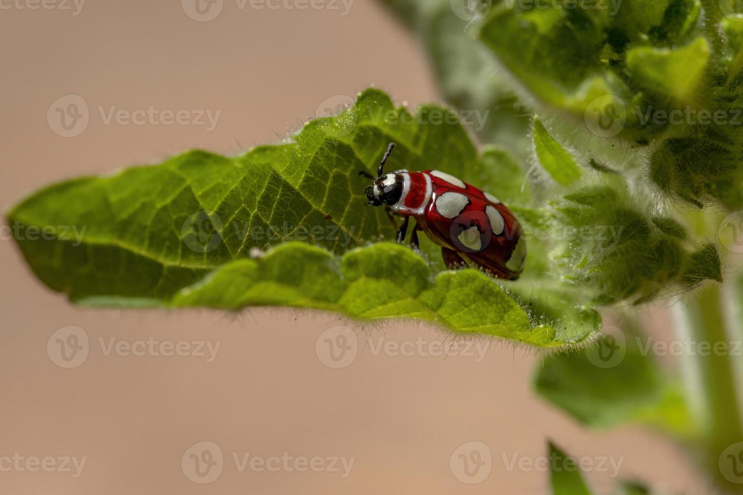 erwachsener Flohkäfer foto