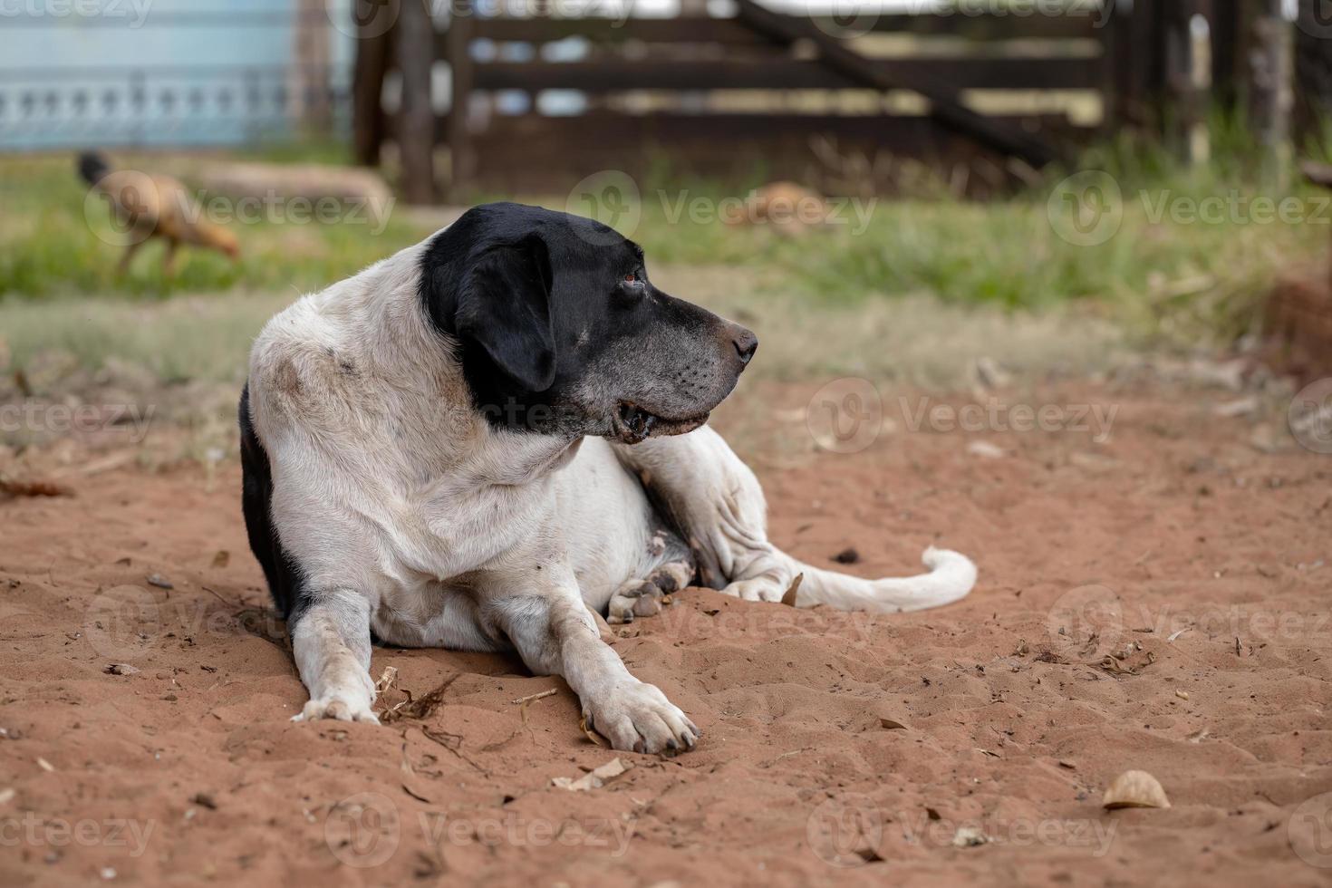 Haushund auf einem Bauernhof foto