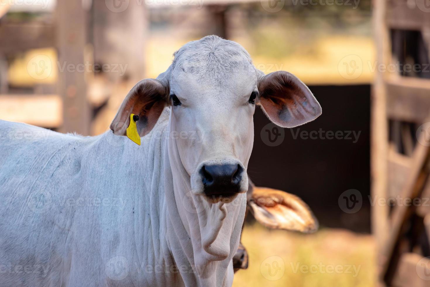erwachsene Kuh auf einem Bauernhof foto