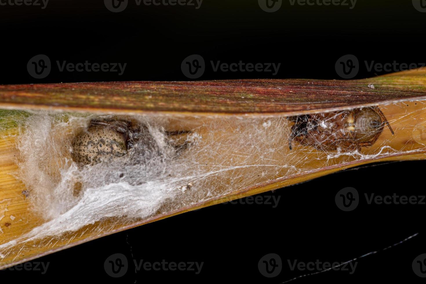 erwachsener klassischer orbweaver foto