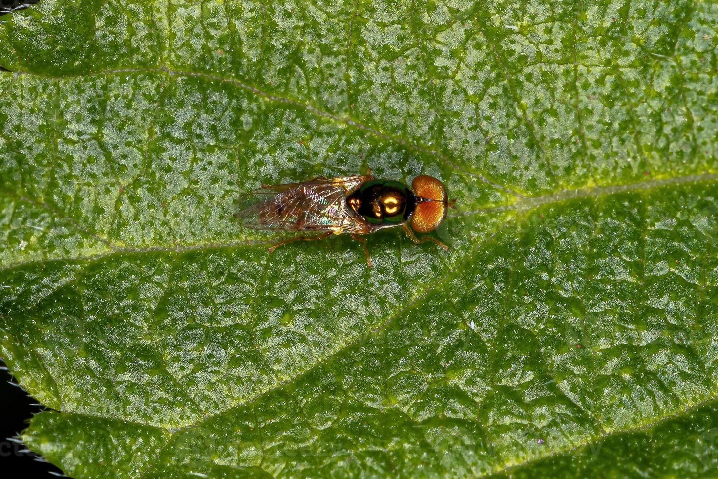 erwachsener Soldat fliegen foto