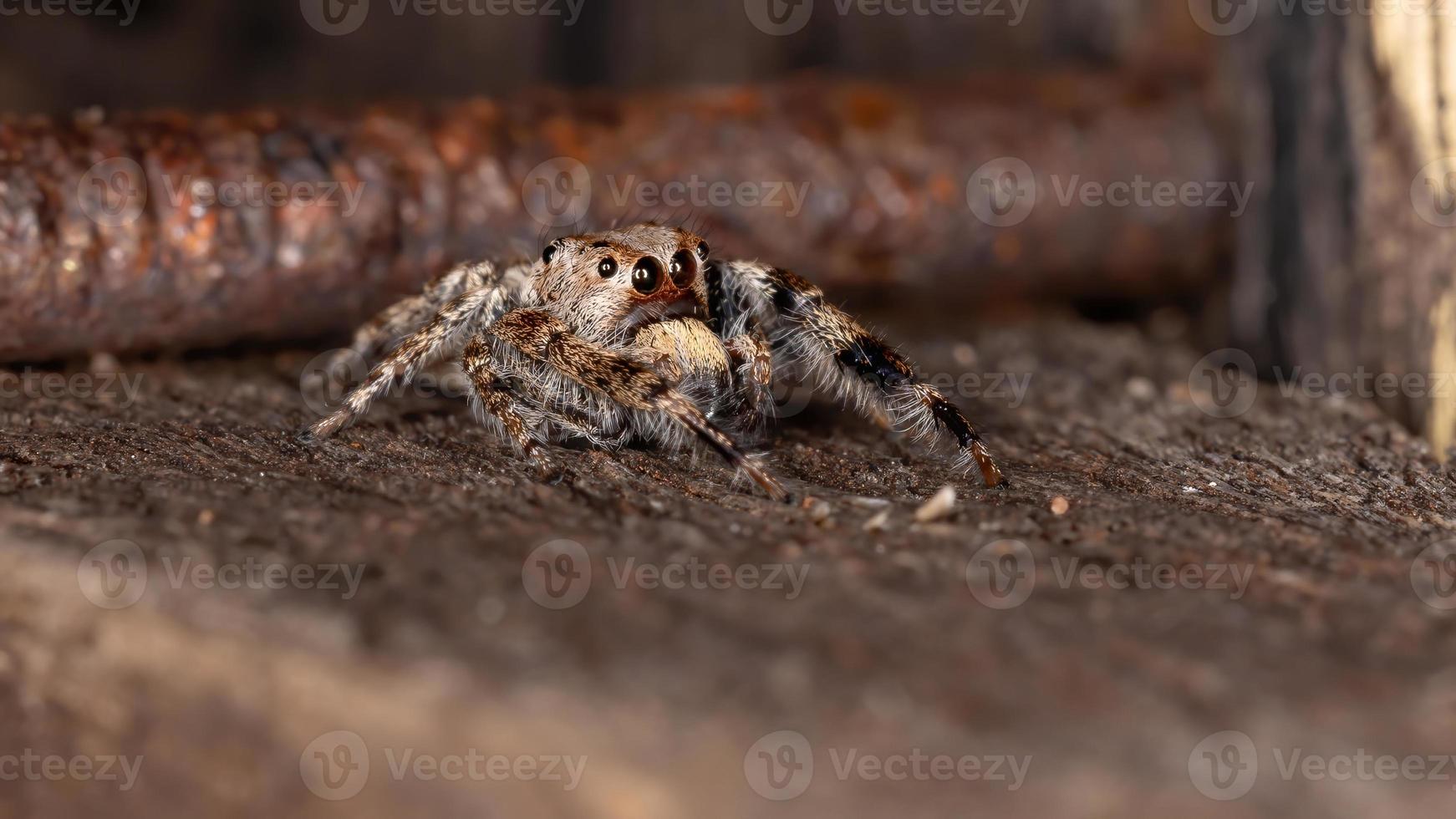 männliche springende Spinne foto