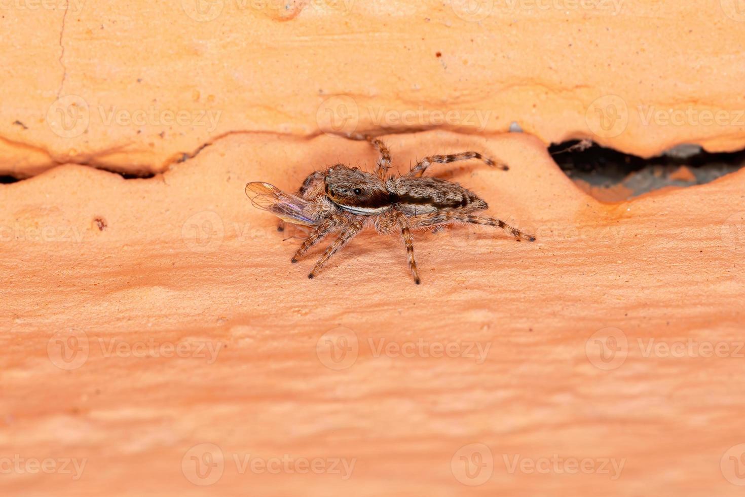 graue Wand springende Spinne foto