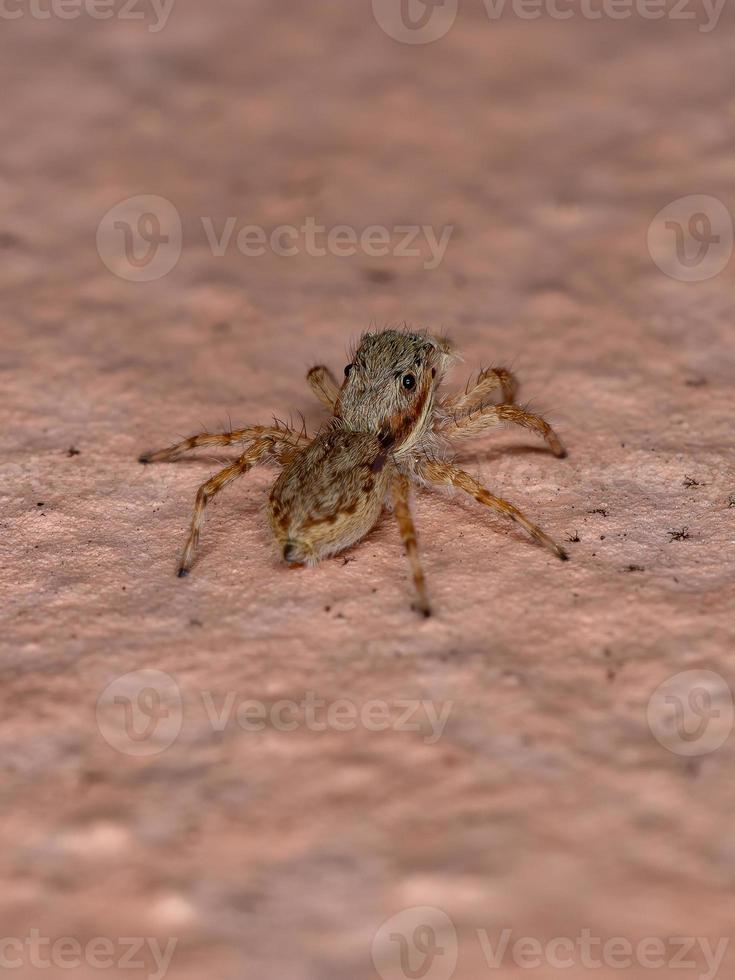 graue Wand springende Spinne foto