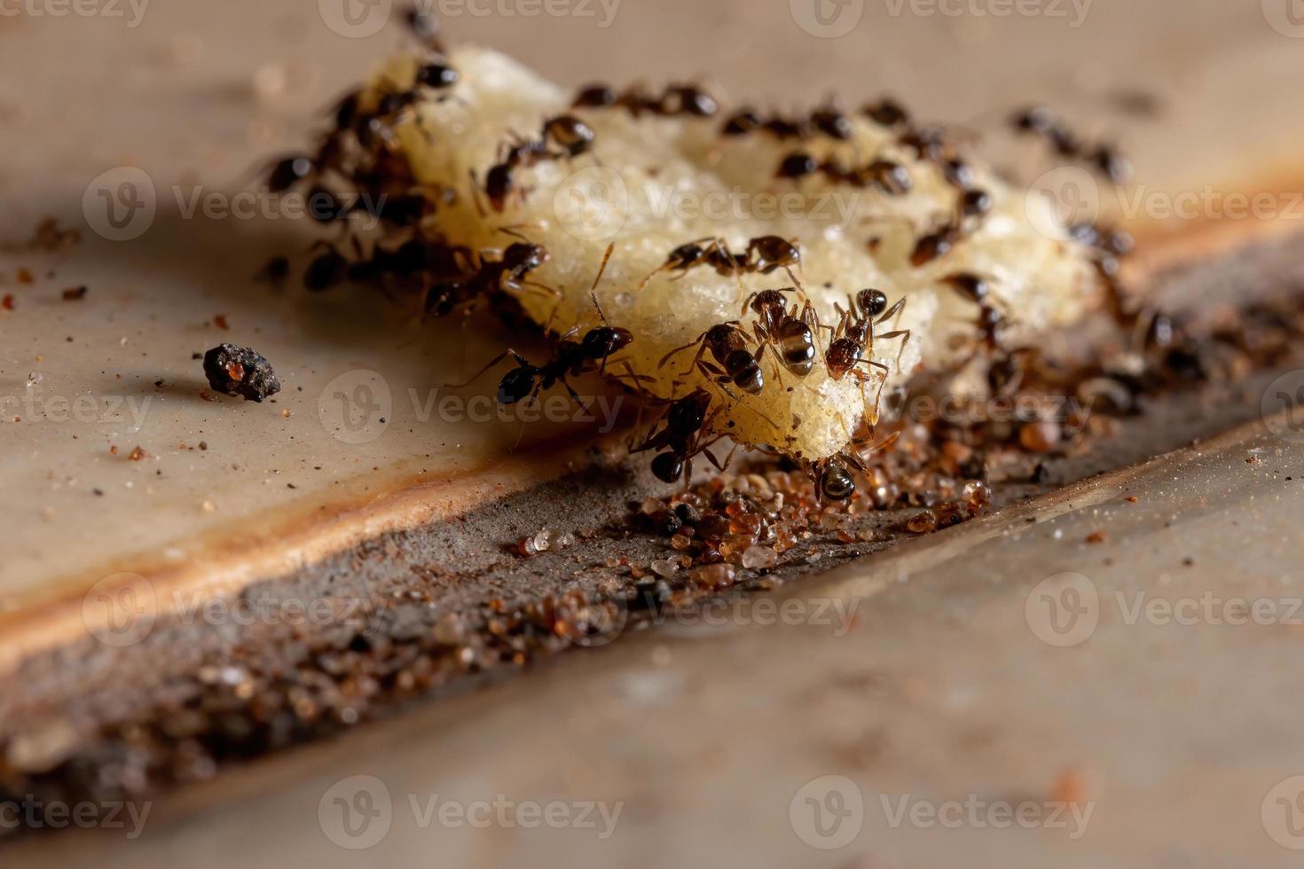 großköpfige Ameisen foto