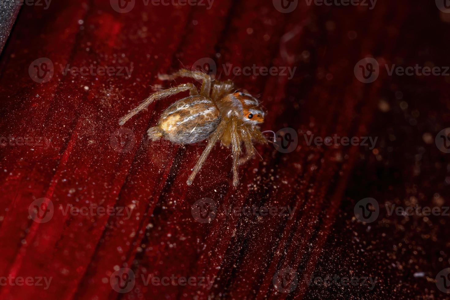 kleine springende Spinne foto