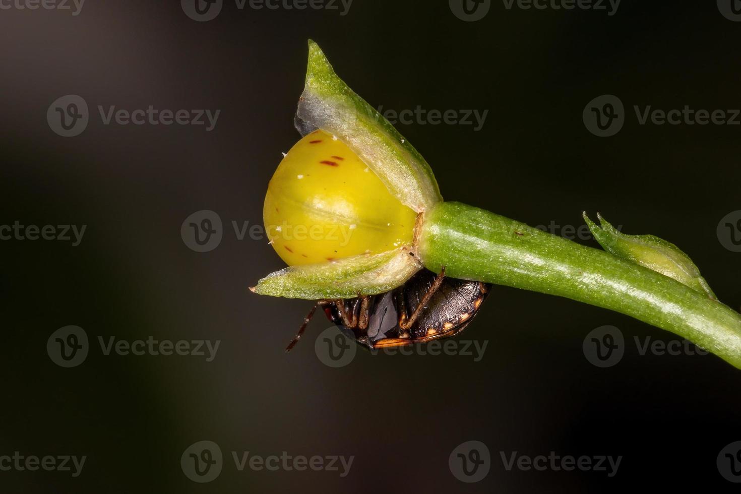 erwachsener Ebenholzkäfer foto