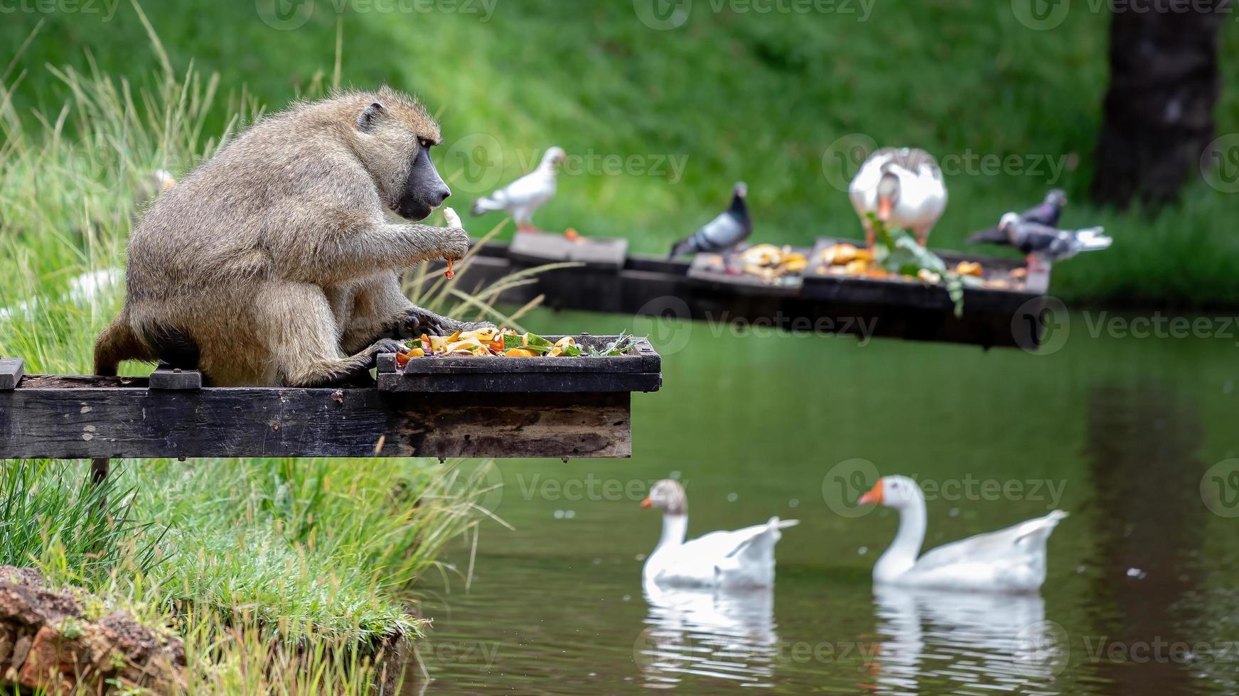 guinea pavian tier foto