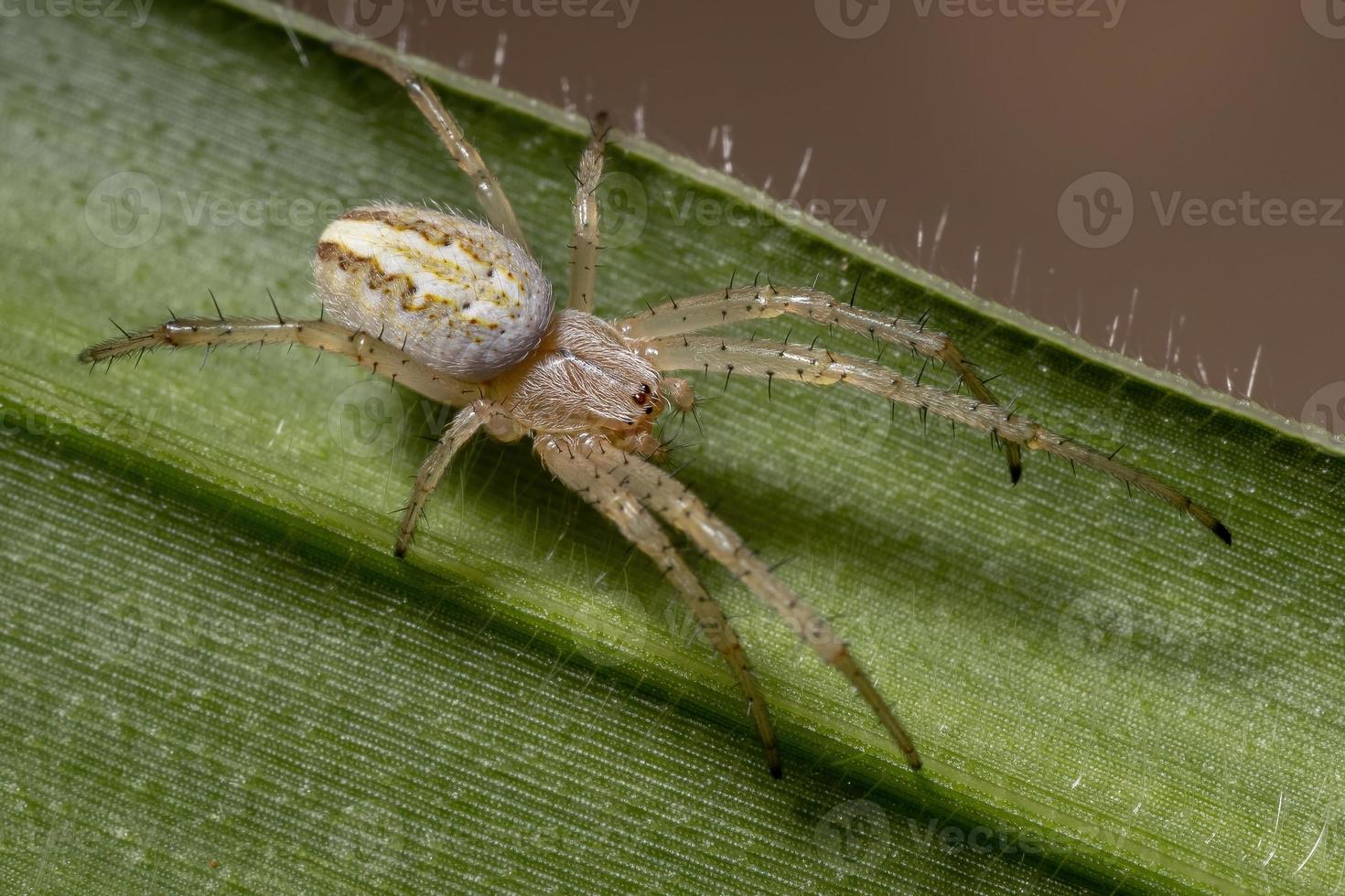 Gras Neoscona Spinne foto