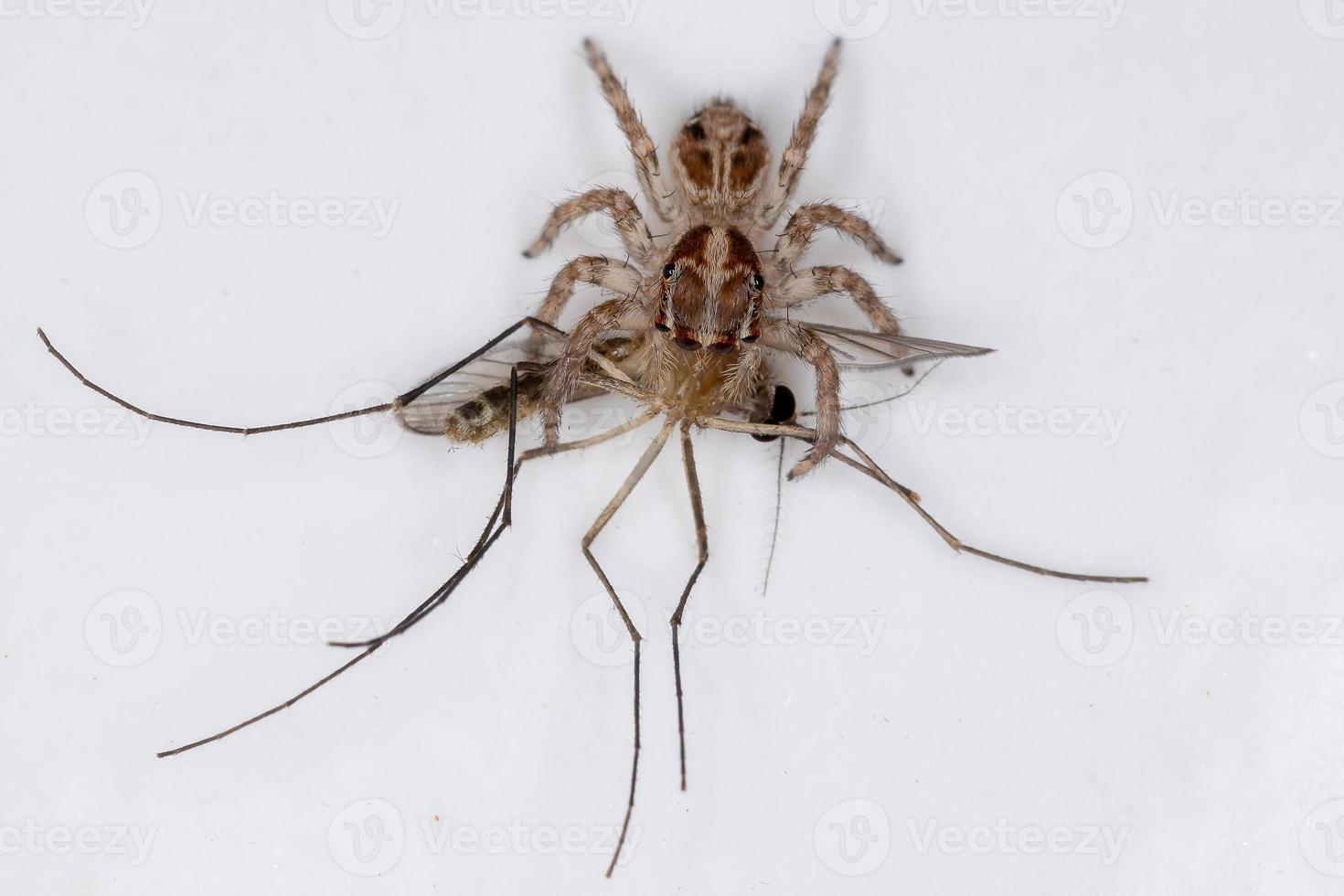 Pantropische Springspinne, die eine Culicine-Mücke jagt foto