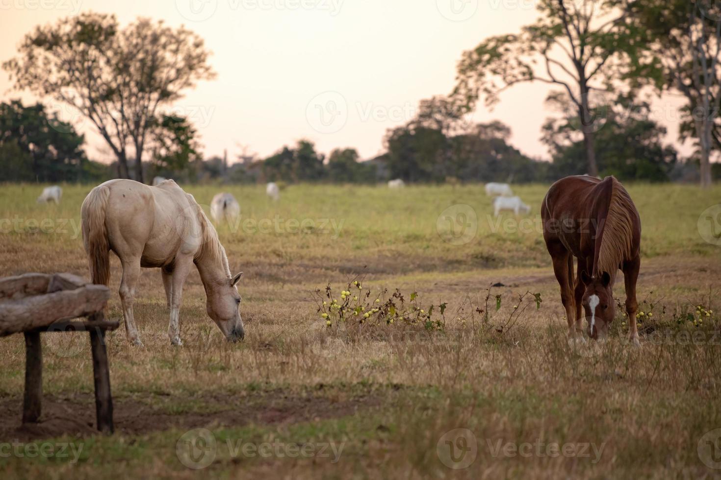 Pferd ruht auf einer Weide foto