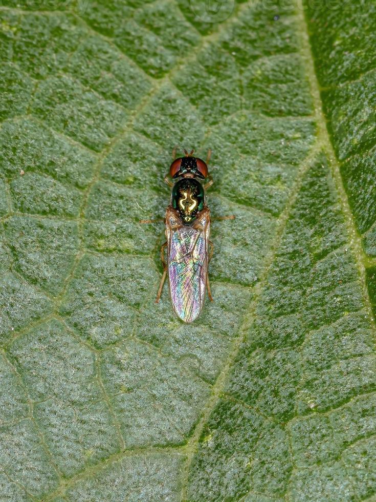 erwachsener Soldat fliegen foto