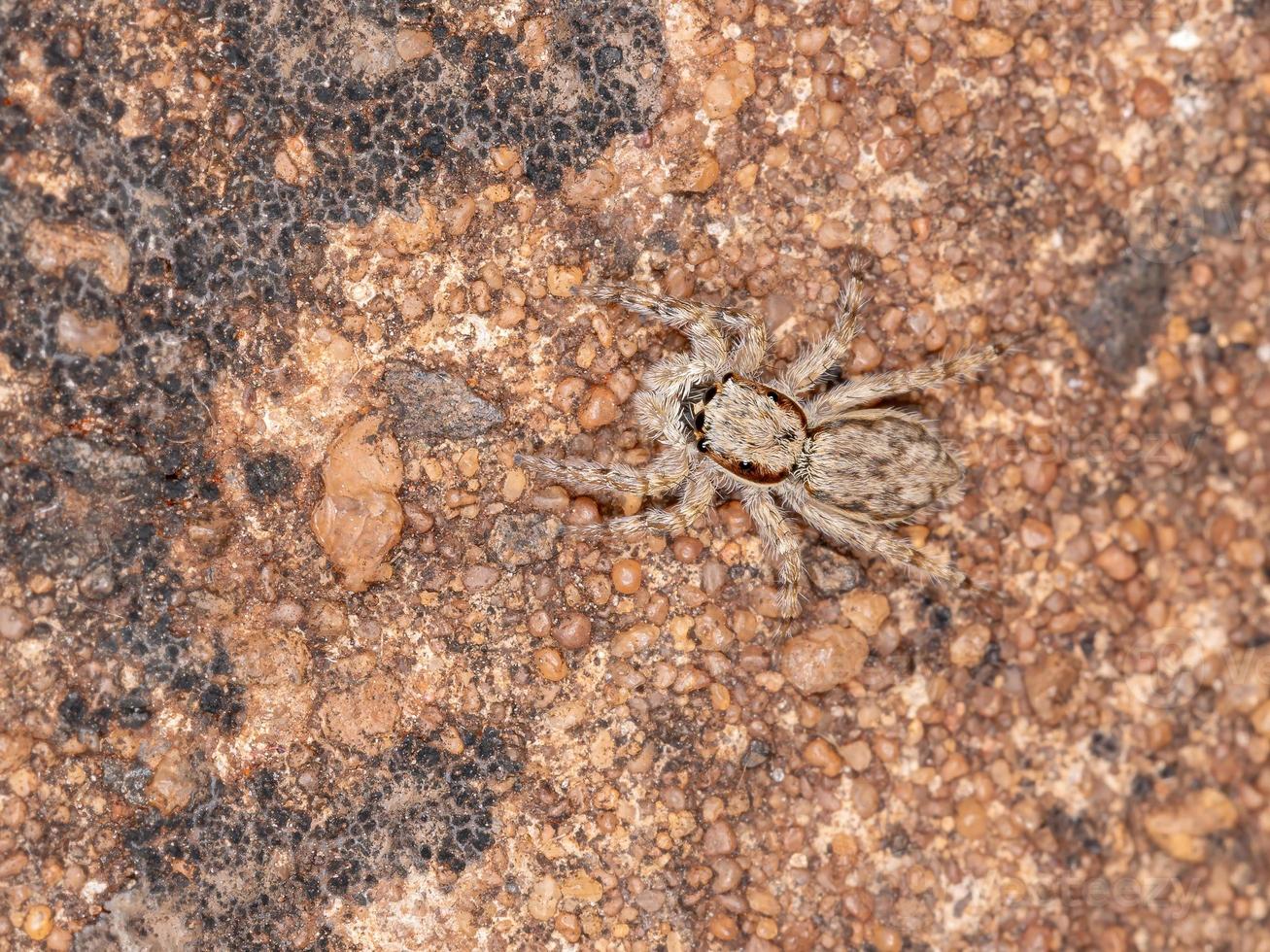 graue Wand springende Spinne foto