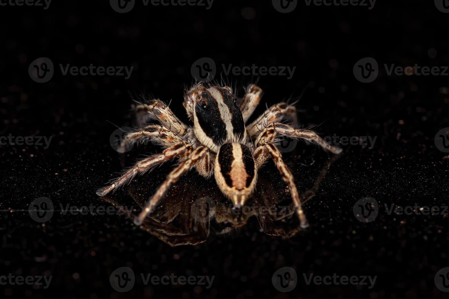 pantropische Springspinne foto